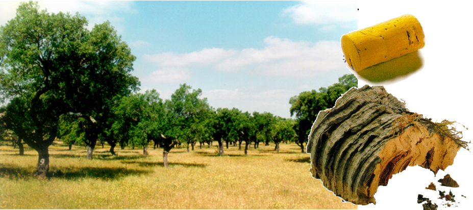 神奇植物在哪里，能上天、能入水的软木！ 图片16