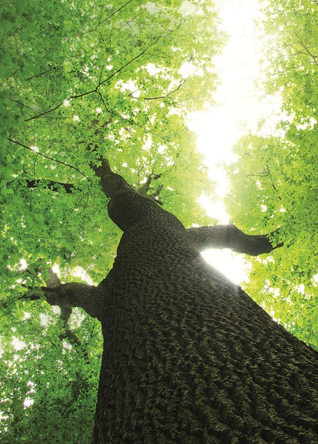 真的那么牛吗❓深扒世界地板大厂的前世今生 图片9